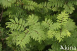 Wilde lijsterbes (Sorbus aucuparia)