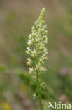 Yellow Cut-leaved Mignonette (Reseda lutea)