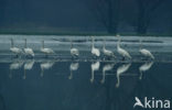 Whooper Swan (Cygnus cygnus)