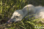 Wilde Zwaan (Cygnus cygnus)