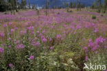 Rosebay Willowherb (Chamerion angustifolium)