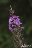 Wilgeroosje (Chamerion angustifolium)