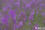 Rosebay Willowherb (Chamerion angustifolium)