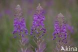 Rosebay Willowherb (Chamerion angustifolium)