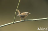 Winterkoning (Troglodytes troglodytes)