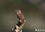 Winterkoning (Troglodytes troglodytes)