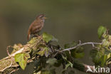 Winterkoning (Troglodytes troglodytes)