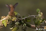 Winterkoning (Troglodytes troglodytes)