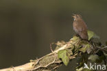 Winterkoning (Troglodytes troglodytes)