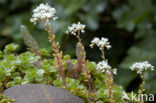 White Stonecrop (Sedum album)