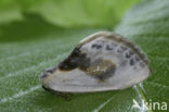 Witte eenstaart (Cilix glaucata)