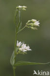 Witte engbloem (Vincetoxicum hirundinaria) 