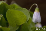 Wood-sorrel (Oxalis acetosella)