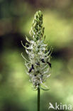 Witte rapunzel (Phyteuma spicatum ssp. spicatum) 