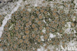 Witte schotelkorst (Lecanora chlarotera)