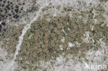 Witte schotelkorst (Lecanora chlarotera)