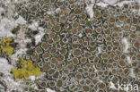 Witte schotelkorst (Lecanora chlarotera)