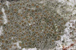 Witte schotelkorst (Lecanora chlarotera)