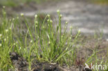 Witte snavelbies (Rhynchospora alba) 