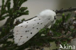 Witte tijger (Spilosoma lubricipeda)