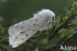 Witte tijger (Spilosoma lubricipeda)