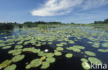 Witte waterlelie (Nymphaea alba)