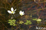Witte waterranonkel (Ranunculus ololeucos) 