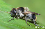 Wollig gitje (Cheilosia illustrata)