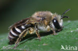 Wormkruidbij (Colletes daviesanus)