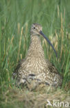 Eurasian Curlew (Numenius arquata) 