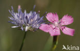 Zandblauwtje (Jasione montana)