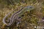Sand Lizard (Lacerta agilis)