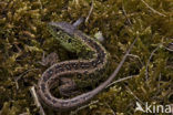 Sand Lizard (Lacerta agilis)