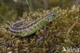 Sand Lizard (Lacerta agilis)