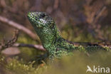 Sand Lizard (Lacerta agilis)