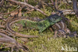 Zandhagedis (Lacerta agilis) 