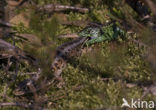 Zandhagedis (Lacerta agilis) 