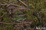 Sand Lizard (Lacerta agilis)