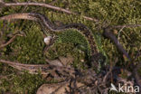 Zandhagedis (Lacerta agilis) 