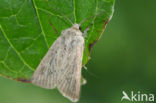 Lyme Grass (Chortodes elymi)