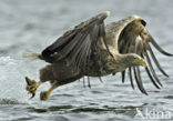 Zeearend (Haliaeetus albicilla)