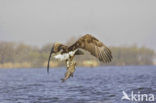 Zeearend (Haliaeetus albicilla)