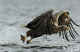 Zeearend (Haliaeetus albicilla)