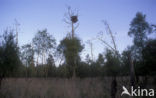 White-tailed Sea Eagle (Haliaeetus albicilla)