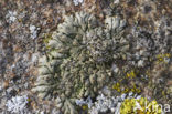Zeedakpanmos (Anaptychia runcinata) 
