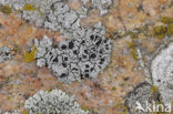 disk lichen (Aspicilia leprosescens)