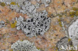Zeedambordje (Aspicilia leprosescens) 
