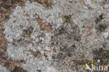 rim lichen (Lecanora helicopis)