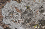 Zeeschotelkorst (Lecanora helicopis) 