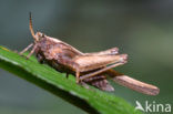 Zeggedoorntje (Tetrix subulata)